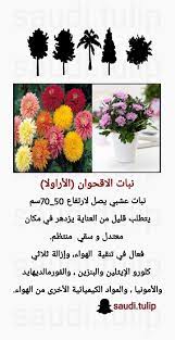 نبات الاقحوان