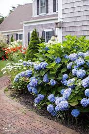 Pin By Susan Lapus On Hydrangeas And Other Flowers Hydrangea Landscaping Beautiful Hydrangeas Hydrangea Garden