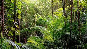 Image result for CLIMATIC AREAS ON EARTH TORRID ZONE