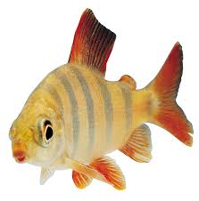 Fish Transparent Png By Absurdwordpreferred On Deviantart Pond Animals Animal Flashcards Animals