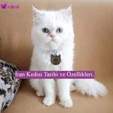 kedi cinsleri ve ozellikleri panosundaki pin
