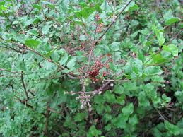 As a bush, dwarf korean lilac is pretty much resistant to pests and diseases. Pruning Dwarf Korean Lilac Gardendaze