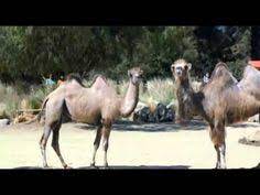A camel distracts people working in the office, because it's a hump day. 99 Commercial Faves Ideas In 2021 Commercial Tv Commercials Funny Commercials