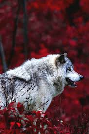 Musa Akkaya Duvar Kagidi Timber Wolf Wolf Photography Beautiful Wolves