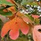 Thankfulness Hike event in Sandyston, NJ