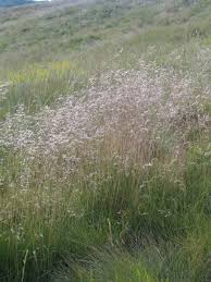 Lerchenfeldia flexuosa (l.) schur deschampsia flexuosa (l.) trin. Deschampsia Flexuosa L Trin