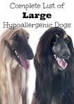 55 Hypoallergenic Dogs for Sensitive Owners (FULL LIST)