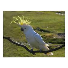 Birds With Yellow Feathers On Head Australian Yellow Sulphur Crested Cockatoo Poster Zazzle Com Cockatoo Crest Australian