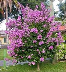 Greenhub Rare Fragrant Tree Bougainvillea The Only Facebook