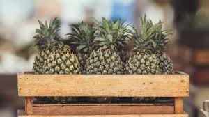 Anekabudidaya haii haiii para nanas atau yang sering dikenal dengan nama ilmiahnya ananas comocus merupakan salah satu. 9 Cara Menanam Nanas Agar Berbuah Lebat Mudah Dipraktikkan Hot Liputan6 Com