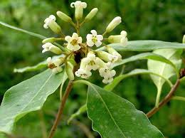 Image result for Pittosporaceae
