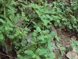 Image result for Phyllanthus amarus