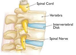 At a minimum, all trailers need at least 4 functions: Osteoporosis And Spinal Fractures Orthoinfo Aaos