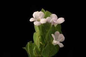 Image result for Megalochlamys hamata