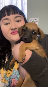 Rescued chweenie Benji thinks he's a Great Dane