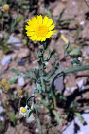 Image result for Glebionis