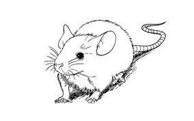 How To Draw A Realistic Mouse Animal Drawings Easy Animal Drawings Animals Drawing Images