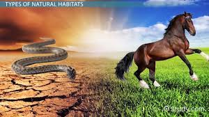 Niche, however, is a more nuanced term ecologists use when referring to organisms interacting in an ecosystem. What Is A Natural Habitat Definition Habitat Destruction Video Lesson Transcript Study Com