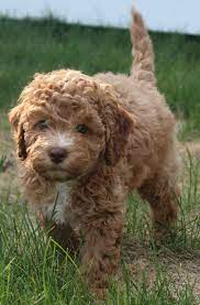 Maybe you would like to learn more about one of these? Monarch Australian Labradoodles Your New Best Friend Is Here