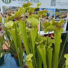 Image result for Burnatia enneandra