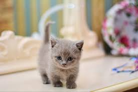 Kucing berkaki pendek, imut dan terkesan mewah. Fakta Kucing Munchkin Yang Menggemaskan Bukareview