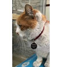 kedi kunyesi isimli kedi tasmalari isim kunyeli kedi tasmasi kedi isimli tasma tasmaisimligi com da
