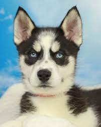 Siberian Husky Puppy Puppies Siberian Husky Puppy Husky Puppy