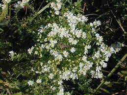 White prairie aster symphyotrichum falcatum. Heath Aster Symphyotrichum Ericoides