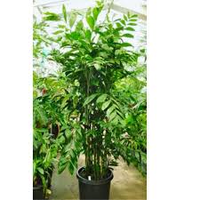 Image result for Chamaedorea oblongata