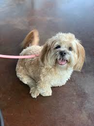 Check spelling or type a new query. Isabelle The Dog Isabelleirene Twitter