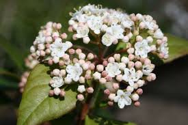 Mittelmeer Schneeball Viburnum Tinus Pflanzen Schneeball Heckenpflanzen