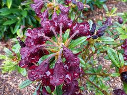Image result for Afrosciadium rhodesicum