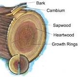 Anatomy of a tree | US Forest Service