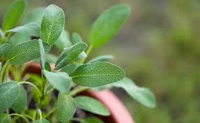 If you do not have too long distance to by just choosing organic foods, you will contribute to farming practices which are better for the human health as well as the environment. Top 15 Spiritual Plant