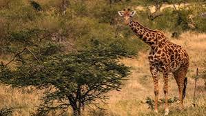 Naboisho Conservancy