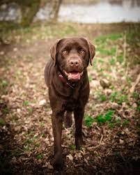 hình ảnh : Động vật có vú, Động vật có xương sống, Chim óc chó, giống chó, Labrador retriever, Người hồi hướng, Nhóm thể thao, Động vật ăn thịt, Chỉ giống, nâu,
