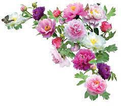 Peoniespng By Kmygraphic On Deviantart Flower Prints Framed Flowers Flower Photos