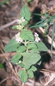 Image result for Lantana ukambensis