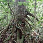 Image result for Uapaca guineensis