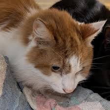 ‪Adoptable Cats Archives - The Humane Society for Tacoma & Pierce County‬‏