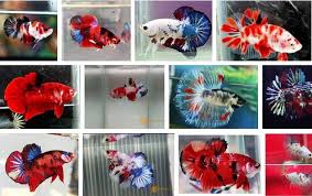 Itulah berbagai jenis ikan hias cupang. Ikan Cupang Multicolor Warga Musi Rawas Ini Tembus Ekspor Dua Benua Nawacita