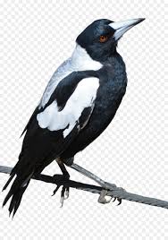 Perlu anda ketahui murai batu ini tergolong jenis burung yang mahal, namun hal itu bukan tanpa alasan. Gambar Burung Murai Batu Png Crimealirik Page