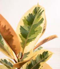 Image result for F kus Ficus