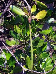 Image result for Ceriops