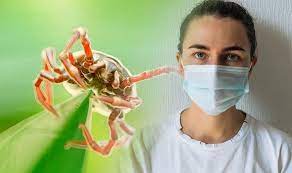 Coronavirus Update Lyme Disease Symptoms Could Be Mistaken For Covid 19 Signs To Spot Express Co Uk