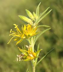 Image result for Vahlia capensis