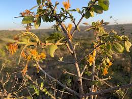 Image result for Englerina muerensis