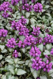 Gets the name dead nettle due to the similarity of leaves to those of nettles; Purple Dragon Spotted Dead Nettle Lamium Maculatum Purple Dragon In Richmond Fairfax Loudoun Prince William Fredericks Virginia Va At Meadows Farms Nurseries