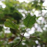 Image result for Ficus bubu