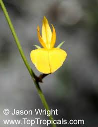 Image result for Crotalaria pisicarpa